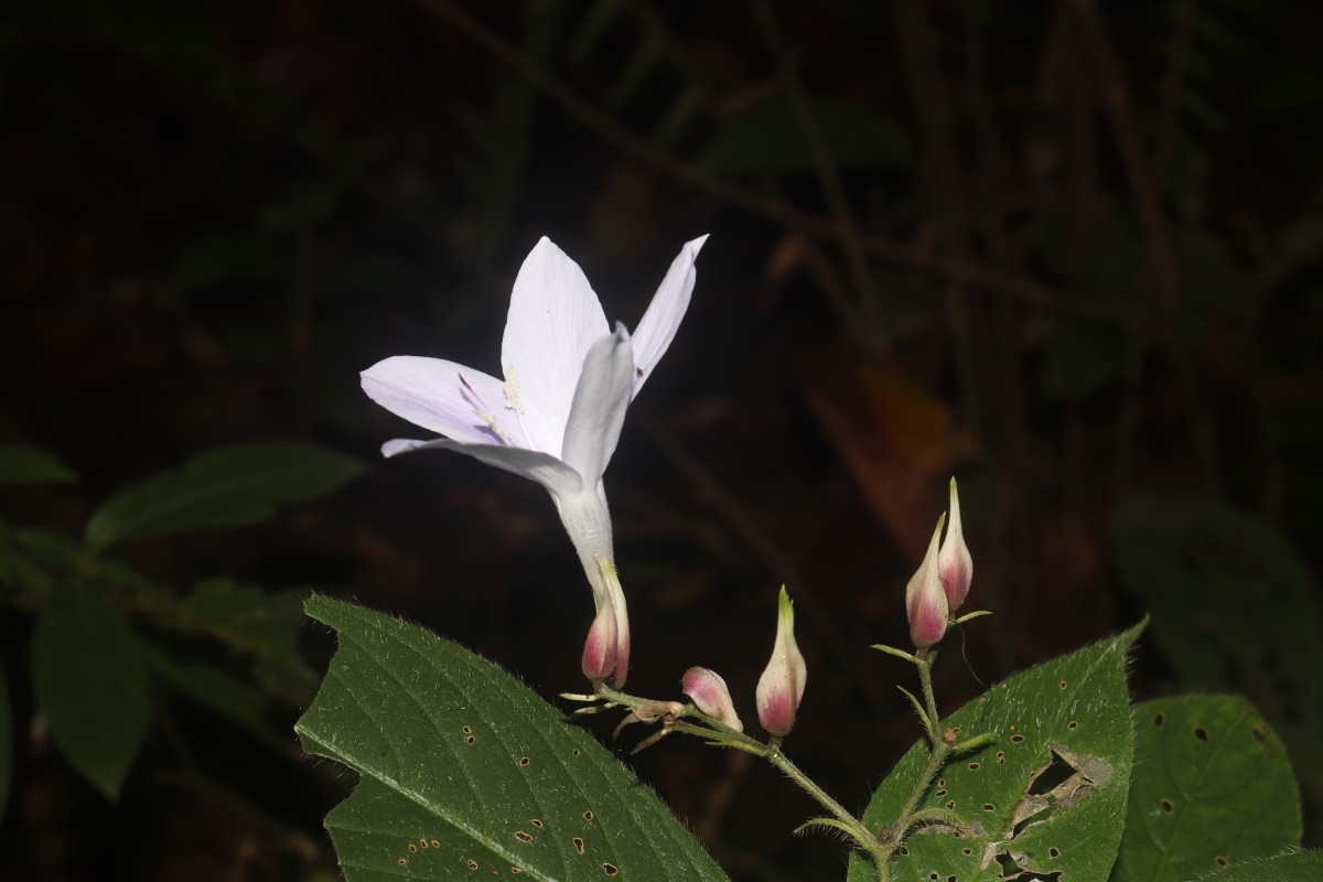 Barleria vestita T.Anderson